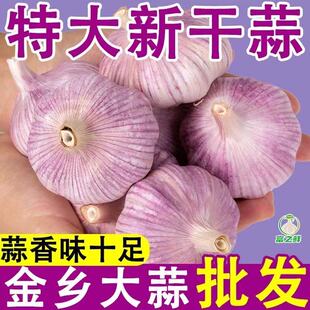 进店快抢山东金乡新干蒜紫皮大蒜头新鲜优质干蒜红皮大蒜种子