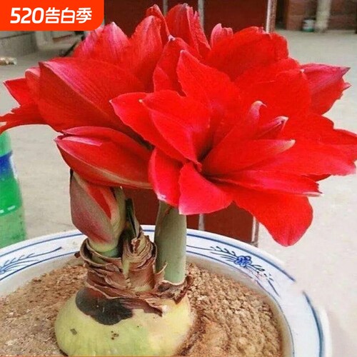 四季开花进口荷兰重瓣朱顶红种球阳台庭院浓香型花卉绿植盆栽植物