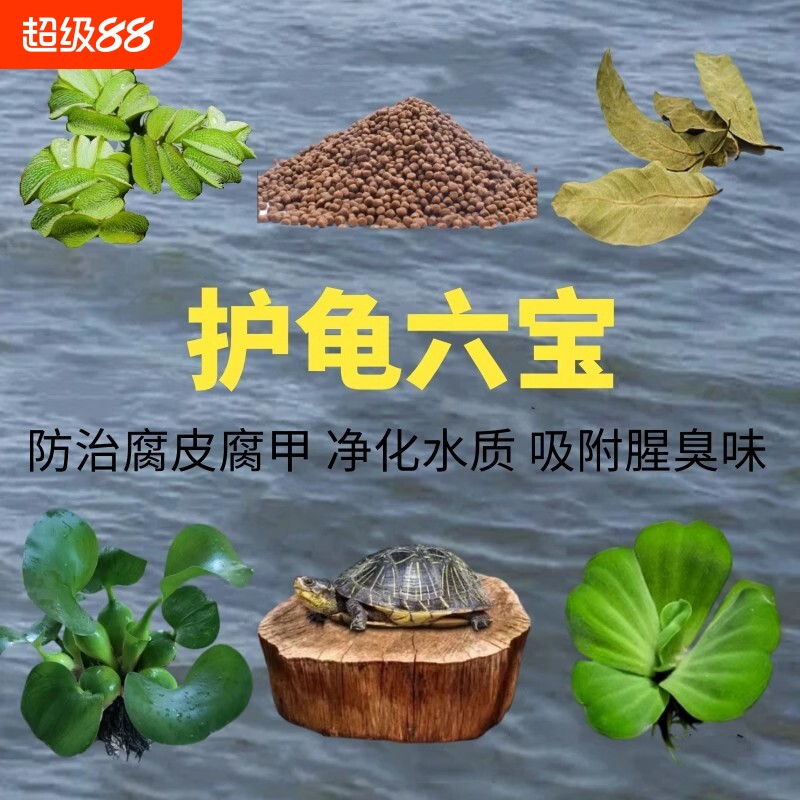乌龟缸爬台避窝浮萍阴性水草净化水质增氧绿植造景龙眼木摆件植物图片