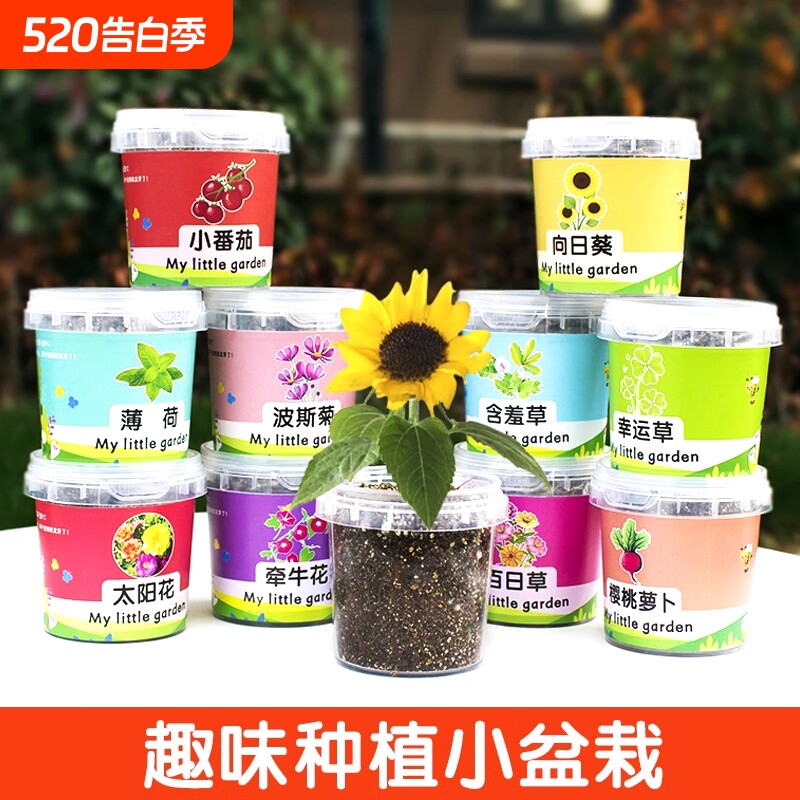 儿童种植小盆栽太阳花向日葵花种籽子幼儿园小学生植物生长观察盒