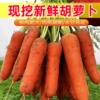 沙地新鲜蔬菜水果农家自种现挖带泥胡萝卜新鲜红萝卜脆甜营养健康