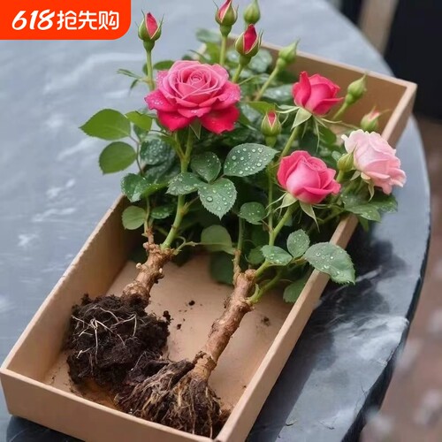 嫁接多色玫瑰玫瑰花老桩花月季花苗四季开花阳台花卉盆栽净化空气