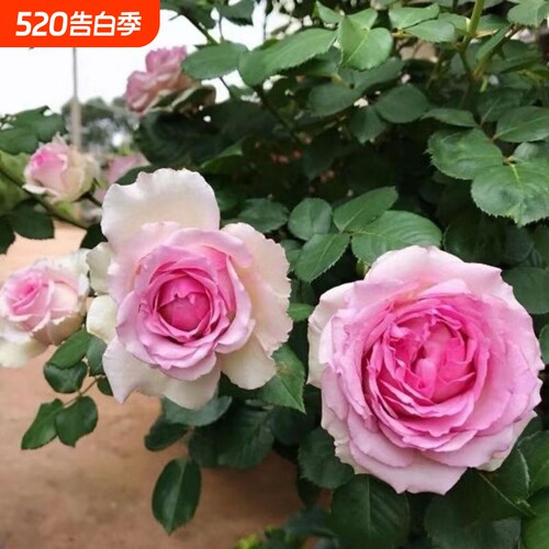 爬藤月季庭p院阳台盆栽无刺罗衣蔷薇老桩室外开花种植高威红木香