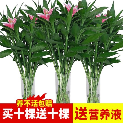 观音竹水培植物水养带根花卉绿植绿萝室内盆栽转运竹子富贵竹花瓶