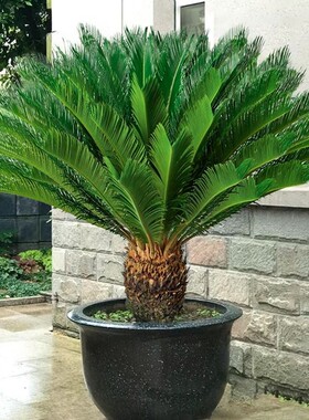 铁树盆栽植物苏铁小树苗四季庭院客厅盆景好养绿植办公桌精品室内