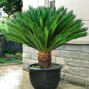 铁树盆栽植物苏铁小树苗四季庭院室内外客厅盆景龙铁好养花卉绿植