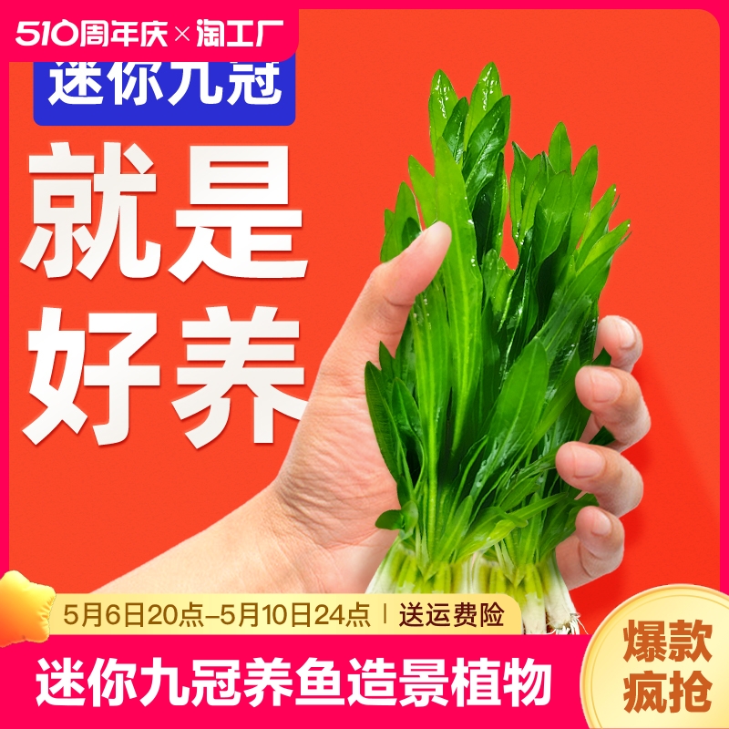 迷你九冠水草养鱼造景植物大叶鱼缸淡水榕阴性沉底水景躲避净水