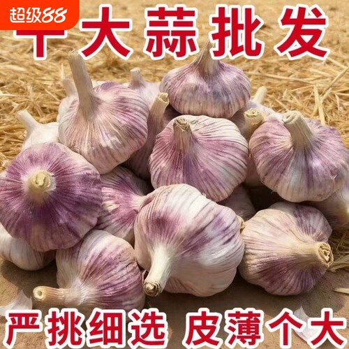 山东紫皮大蒜头新鲜金乡大蒜整箱新干蒜蒜头紫白皮串蒜旗舰店