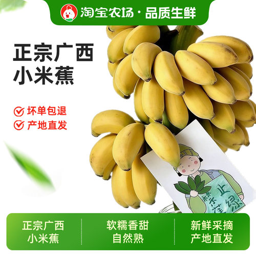 广西小米蕉香蕉小甜焦小米芭蕉青皮发货新鲜当季水果自然熟各地