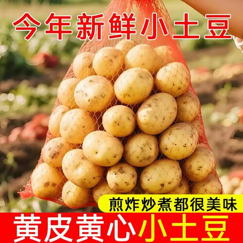 恩施小土豆新鲜现挖洋芋