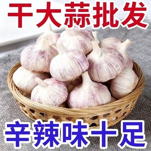 包邮 正宗山东大蒜头优质特大蒜王新鲜紫白皮便宜干蒜 发 冲量价