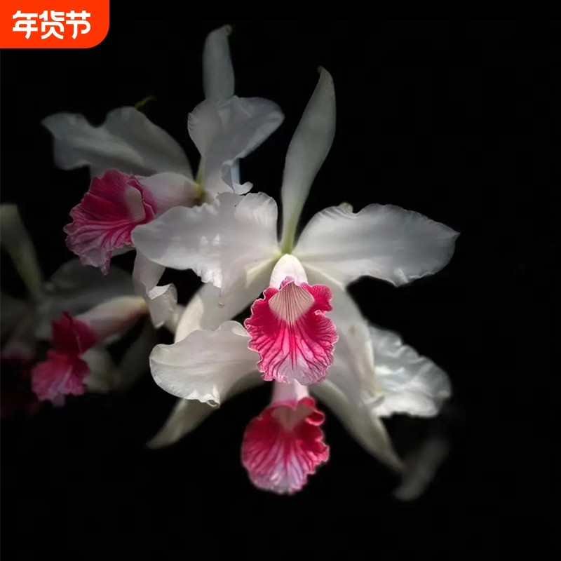 新品大花卡特兰花基地特价网红洋兰大苗室内阳台好养花卉绿植盆栽