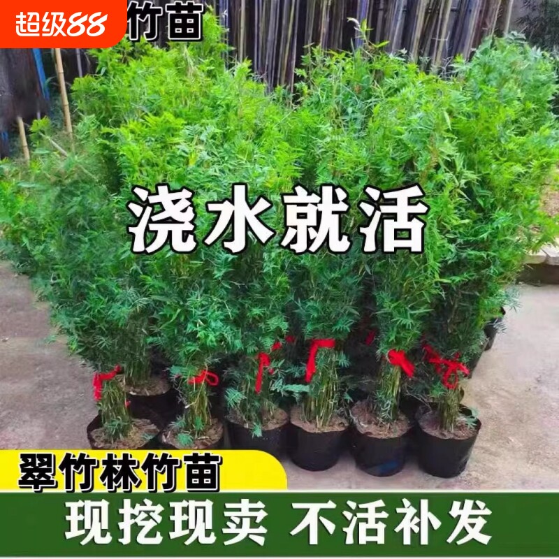 米竹盆栽丛生凤尾竹庭院植物阳台水培绿植观音竹好养盆景青竹子苗