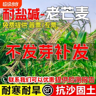 老芒麦种籽护坡固土抗风固沙无芒雀麦畜牧养殖牧草种子当季耐热