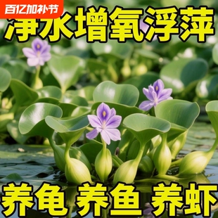 水葫芦水生植物水草水浮莲池塘鱼缸造景净化水质包邮室内养鱼养龟