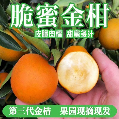 广西融安第三代脆蜜金桔纯甜无酸