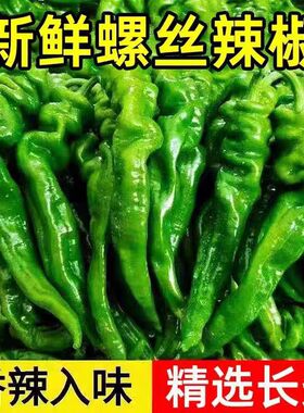 2026新鲜螺丝辣椒农家蔬菜青椒皱皮椒虎皮椒青椒微辣虎皮蔬菜