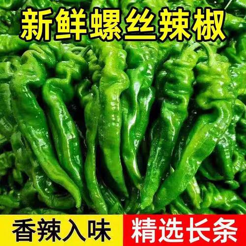 2026新鲜螺丝辣椒农家蔬菜青椒皱皮椒虎皮椒青椒微辣虎皮蔬菜