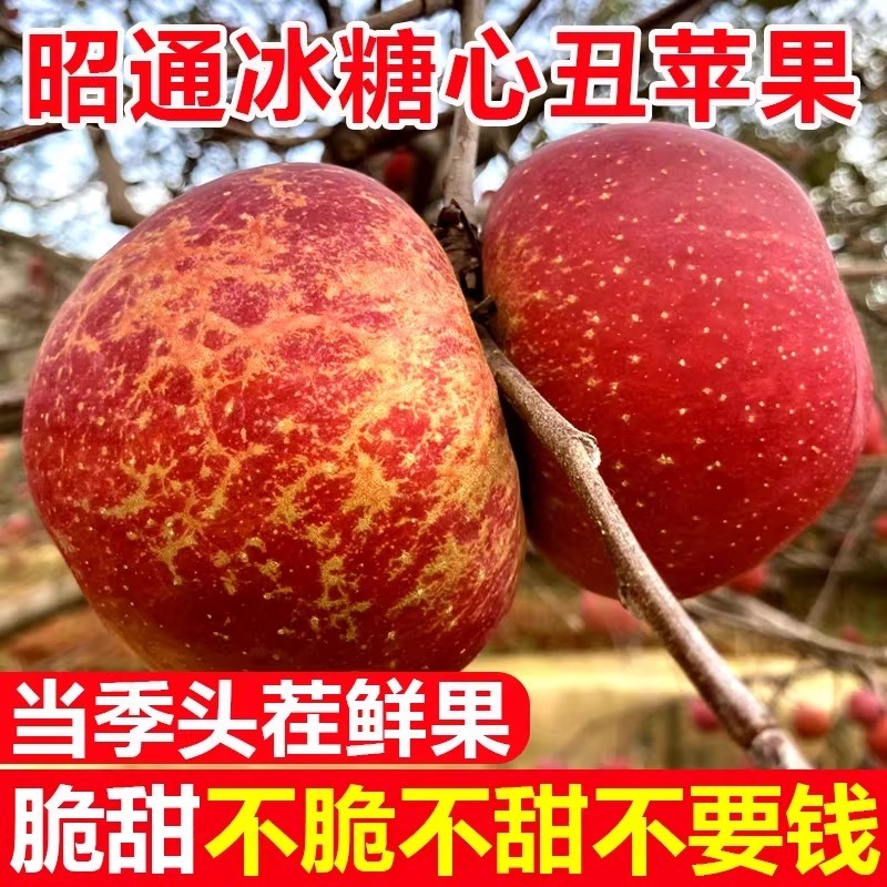 云南昭通丑苹果冰糖心苹果水果新鲜10斤红露富士当季整箱包邮生鲜,水产肉类/新鲜蔬果/熟食,苹果,淘宝优惠券,粉丝福利购,淘宝优惠卷