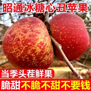 云南昭通丑苹果冰糖心苹果水果新鲜10斤红露富士当季整箱包邮生鲜