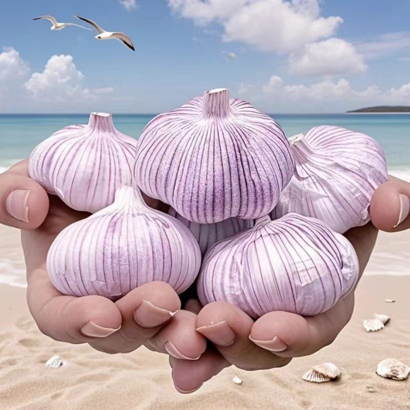 【低价冲量】山东紫皮大蒜农家十足干蒜新鲜大头蒜批发特级优质蒜