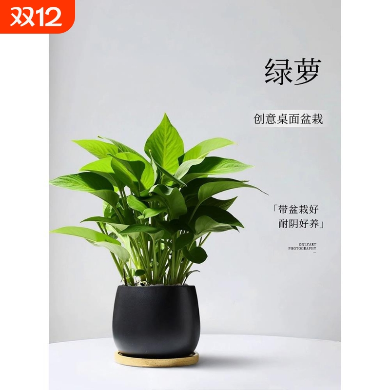 绿萝小盆栽室内家用客厅植