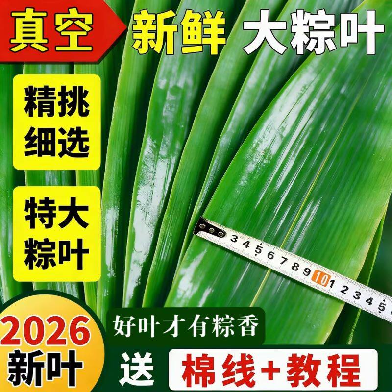 新鲜粽子叶新鲜大号新叶包粽子