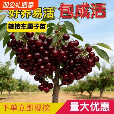 四川车厘子大樱桃树苖耐寒