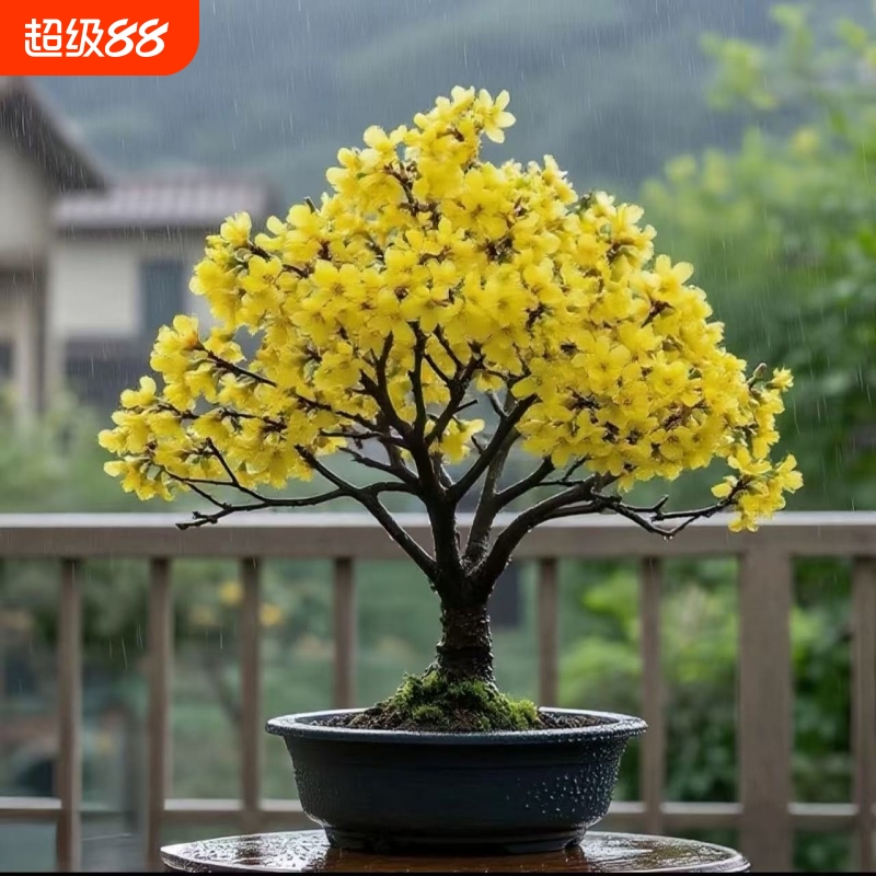 【新品】浓香腊梅树苗盆栽浓香型花卉室内外阳台庭院花卉耐寒耐旱