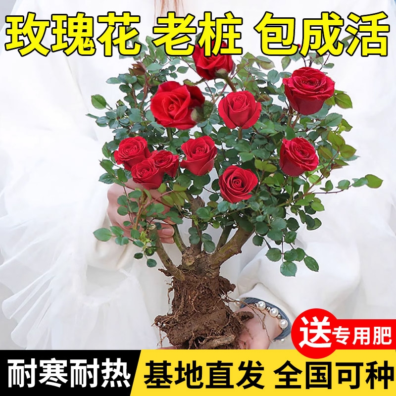 玫瑰花树苗老桩月季花苗好养花卉