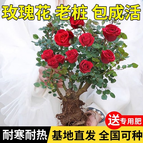 玫瑰花树苗老桩月季花苗好养花卉