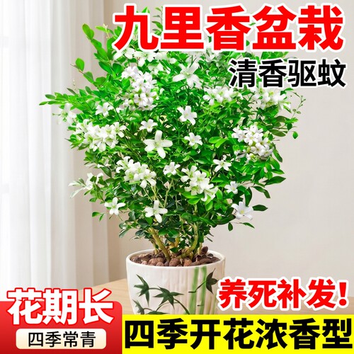 九里香盆栽茉莉花室内驱蚊绿植七里香水培四季带花苞盆景开花植物