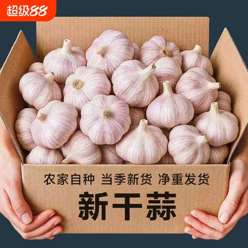 【金乡大蒜】新干蒜紫皮大蒜新鲜大蒜头紫皮大蒜批发优质蒜子便宜