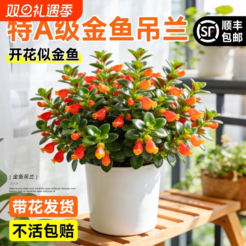 金鱼吊兰客厅盆栽带花苞四季好养室内花卉绿植办公室植物盆景阳台