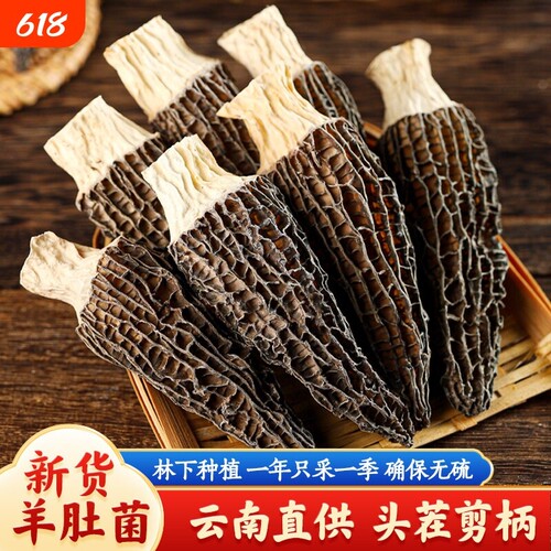 云南羊肚菌干货新鲜煲汤滋补营养食材菌菇茬新货牛肚菌美味火锅