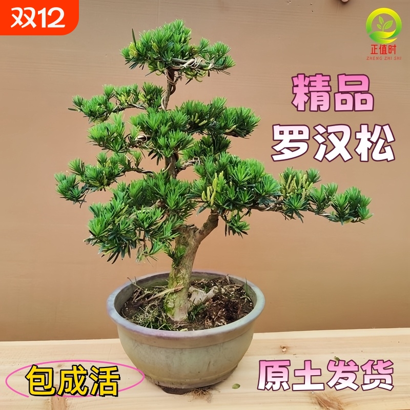 老桩罗汉松大型盆景小叶雀舌造型树苗好养迎客松室内小型桌面盆栽