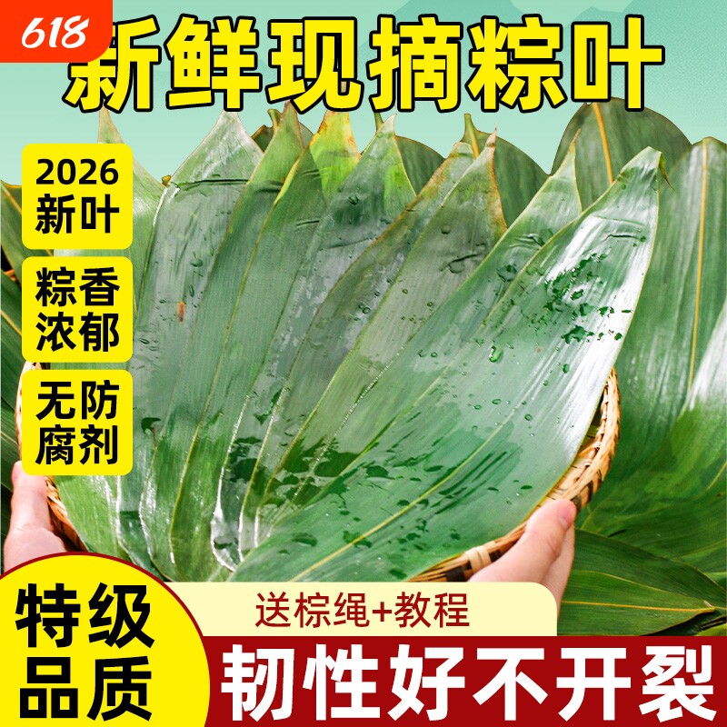 端午节包粽子专用粽叶新鲜粽子叶特大号鲜棕叶粽叶官方旗舰店批发