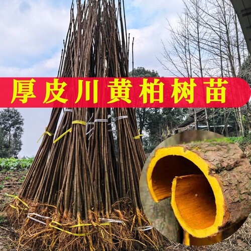 黄柏树苗厚皮中药材川黄柏苗黄柏皮川黄柏苗剥皮卖造林苗四川产地
