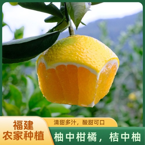 福建莆田甜桔柚爆甜大果果王包邮外婆家新鲜桔柚地果园橘柚甜心