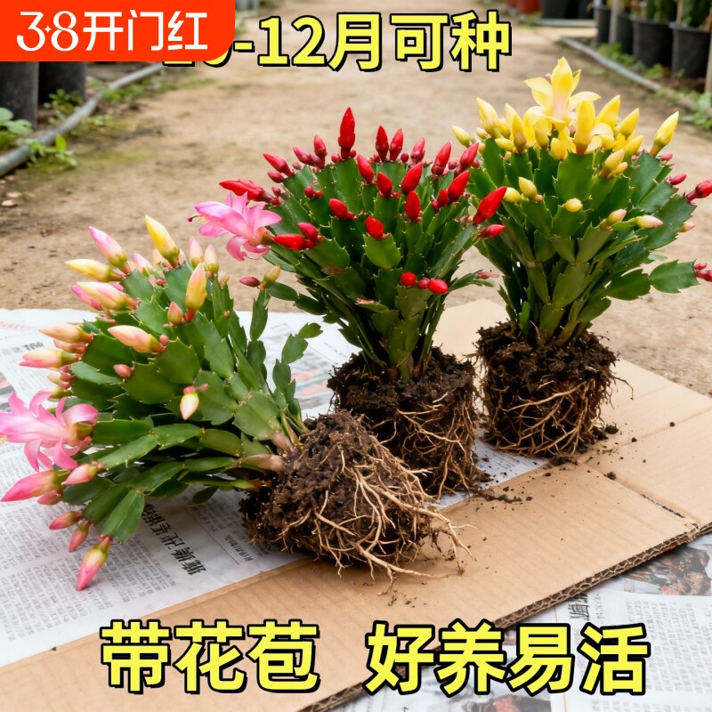 蟹爪兰盆栽带花苞多肉绿植物好养嫁接蟹爪莲室内花卉四季阳台品种