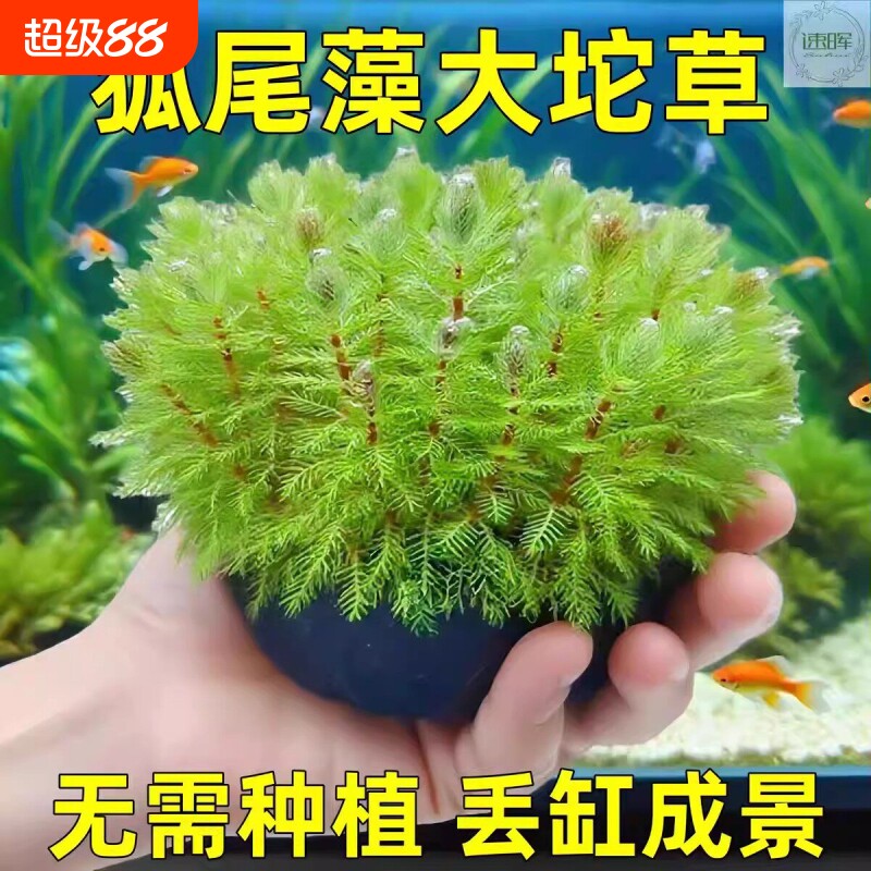 鱼缸专用水草狐尾藻坨草造景鱼龟草缸绿植活净水养鱼淡水羽毛宝塔										