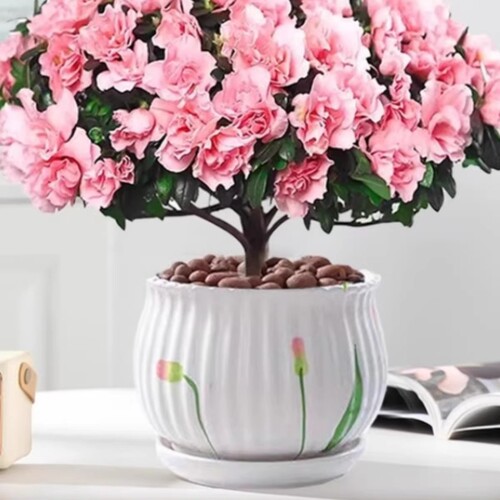 杜鹃花盆栽四季开花好养阳台