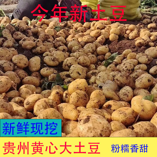 农家自种蔬菜黄心大土豆
