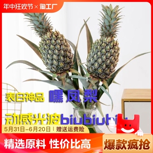 送卡片水培小菠萝水养水果可食用动感光菠水培植物室内插花绿轻松