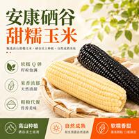 新鲜现摘甜糯玉米10根