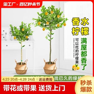 香水柠檬树盆栽绿植大型室内客厅阳台四季开花植物好养水培庭院