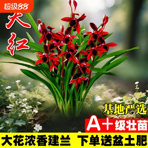 名贵建兰四季兰花苗夏室内好养花卉盆栽绿植开花客厅品种花草阳台