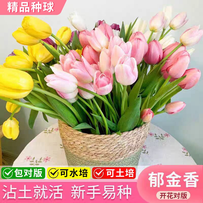 重瓣郁金香种球可土培水培植物室内阳台盆栽室外庭院地载花卉绿植