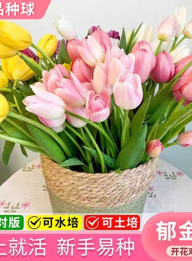 重瓣郁金香种球可土培水培植物室内阳台盆栽室外庭院地载花卉绿植