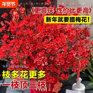 澳洲腊梅鲜花水培鲜枝鲜花云南基地直发室内鲜切年宵花卉花束摆件